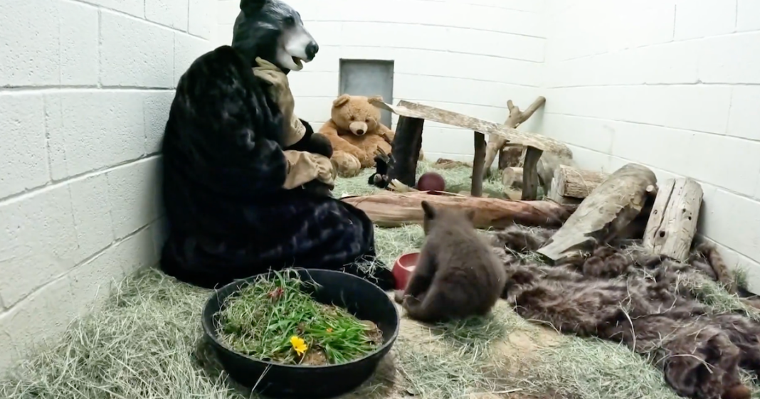 California wildlife caregivers use bear costumes to help orphaned bear cub
