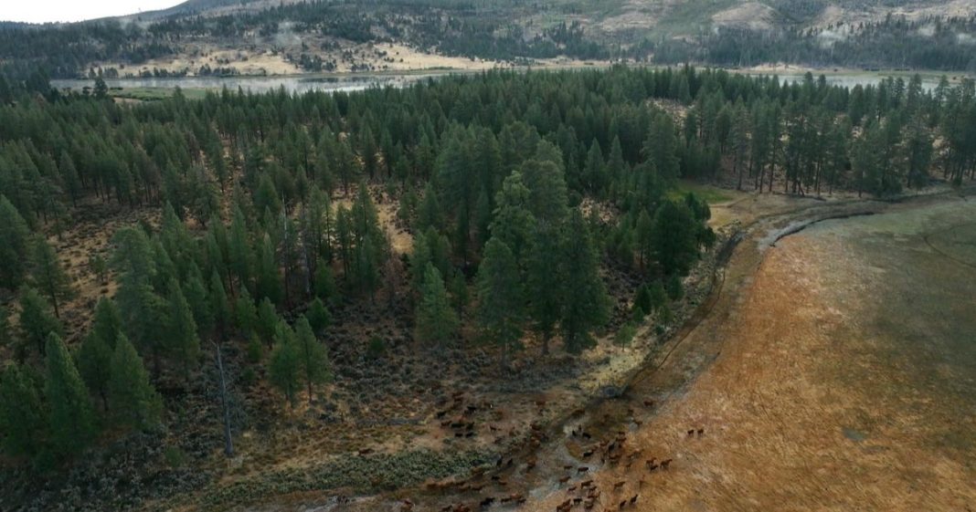 How forests are being restored after wildfires