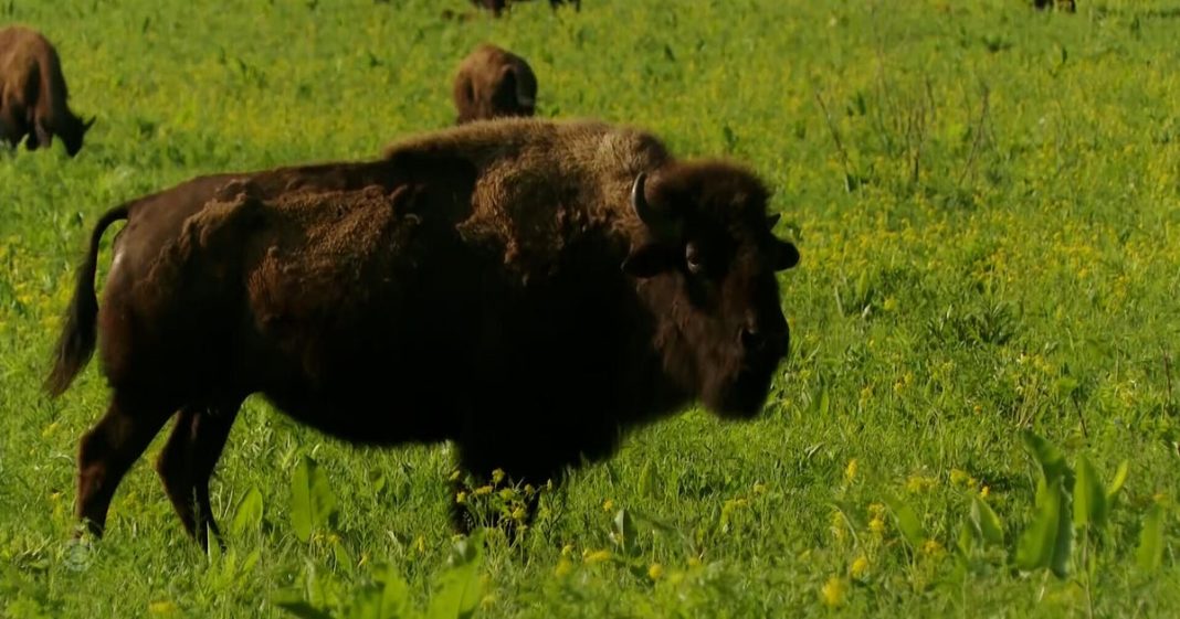 Inside restored grasslands with a bison herd 2 hours west of Chicago